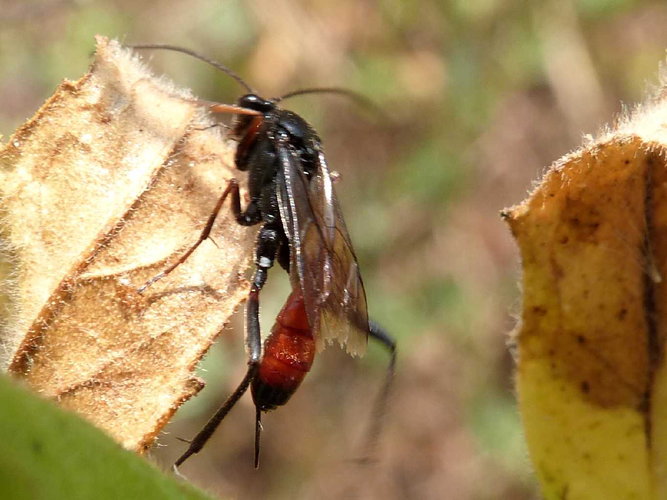 Ichneumonidae che somigliava ad un Pompilidae